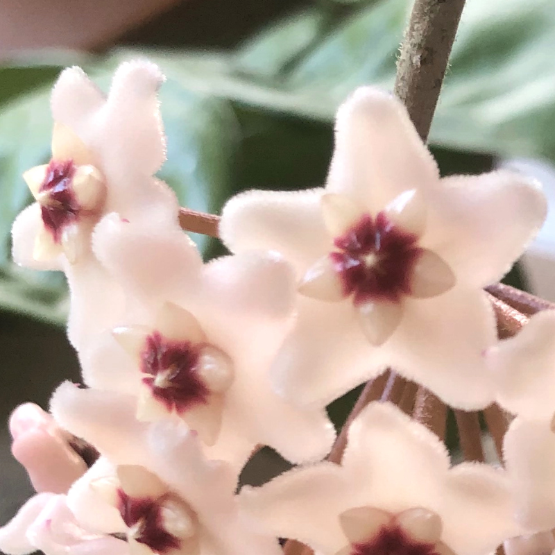 Hoya carnosa krinkle 8 closeup